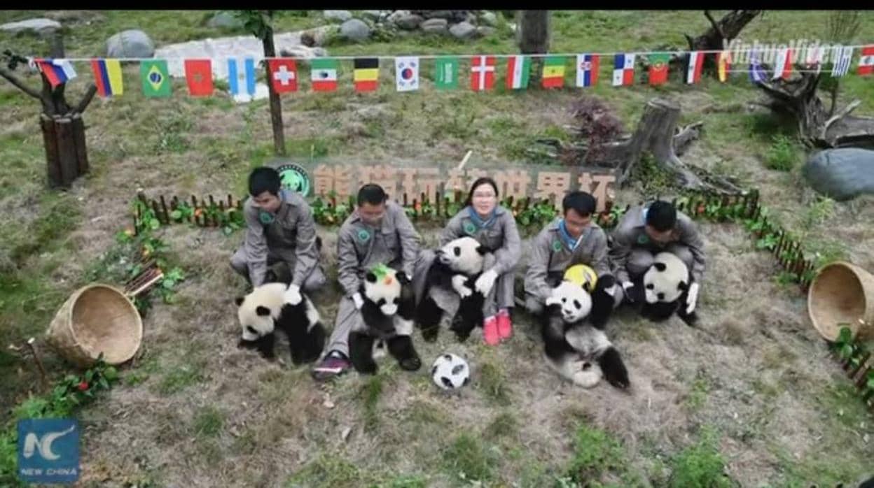 Los osos panda celebran su propio mundial de fútbol