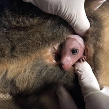 Comprueban el estado de una cría que permanece en la bolsa marsupial de su madre muerta, tras ser atropellada