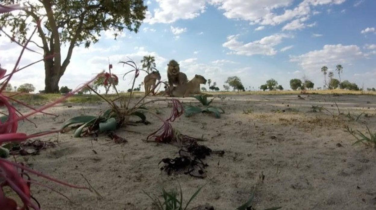 Naciones Unidas quiere que los anunciantes contribuyan en proyectos de conservación