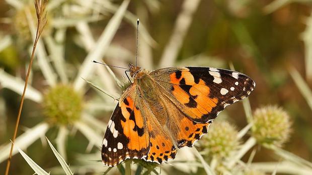 Conoce la historia del animal que migra de África a Europa a lo largo del espacio y del tiempo