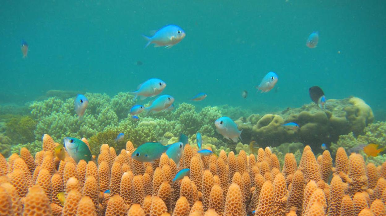 ¿Cómo están dañando las ratas los arrecifes de coral?