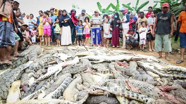 Ajustician a 300 cocodrilos tras la muerte de un hombre que fue atacado por  uno de estos animales