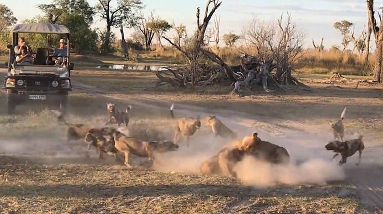 La agónica lucha de una leona para salvar a su cría de una jauría de perros salvajes