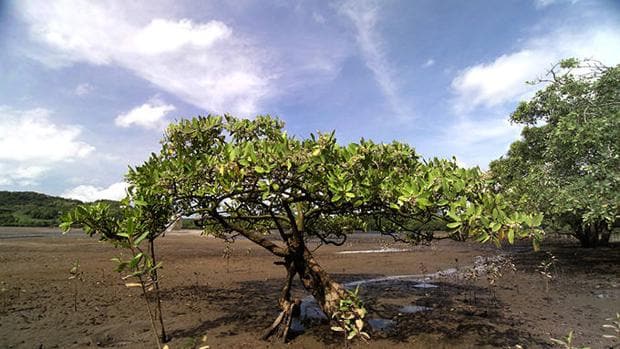 La rica biodiversidad faunística que albergan los bosques de manglares