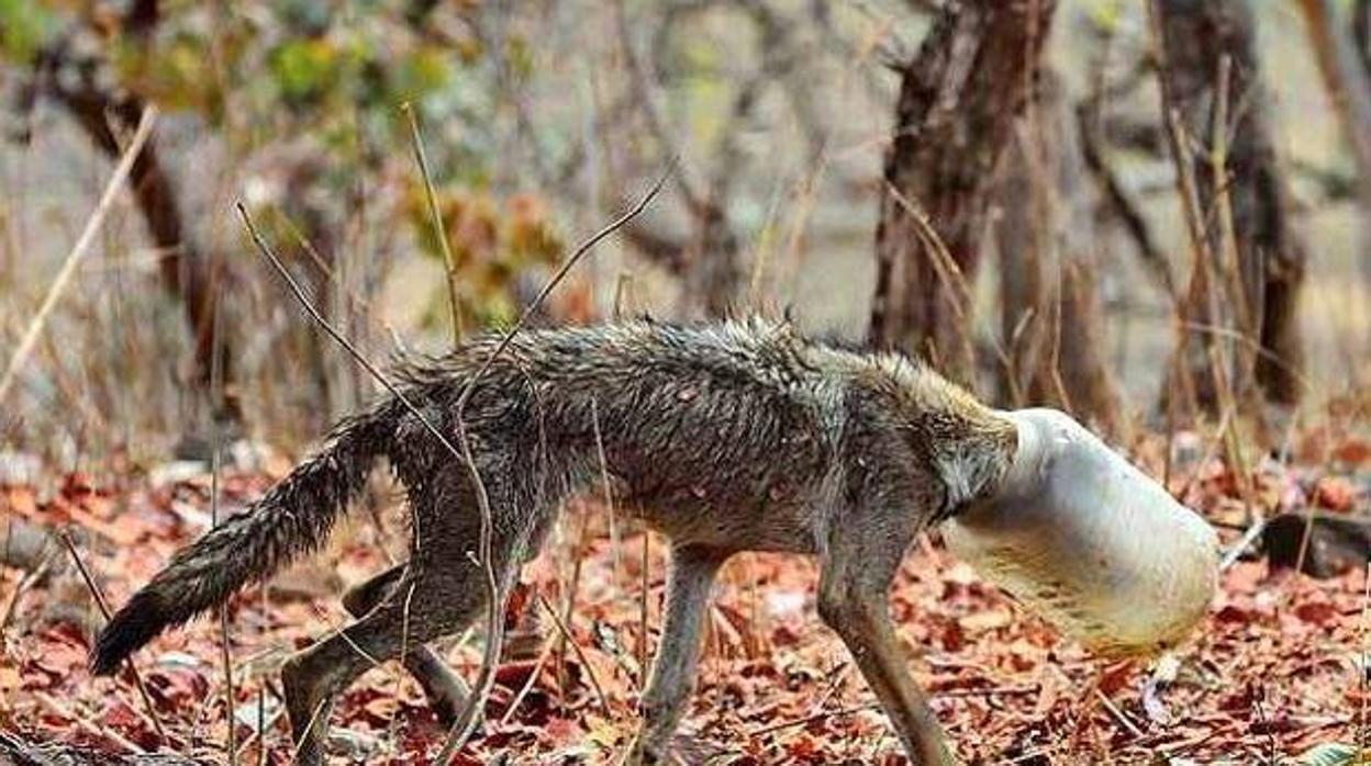 La angustiosa imagen de un lobo con la cabeza atrapada en un recipiente de plástico