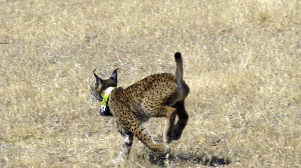 España acogerá a 29 ejemplares del Centro de Reproducción del Lince ibérico de Portugal