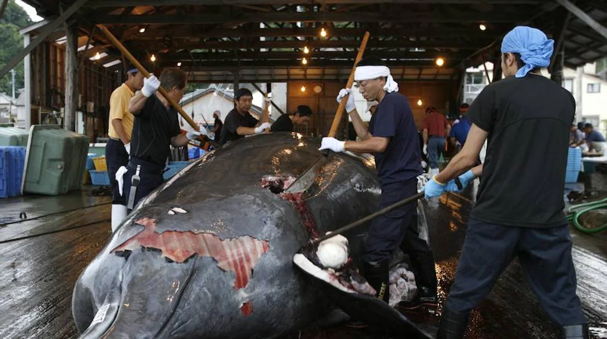 No se creará un comité para la caza sostenible de ballenas