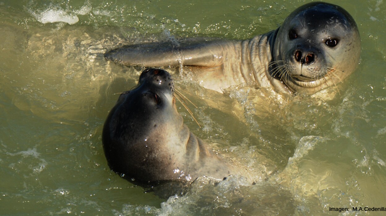 Se reintroducirá a la foca monje en Fuerteventura