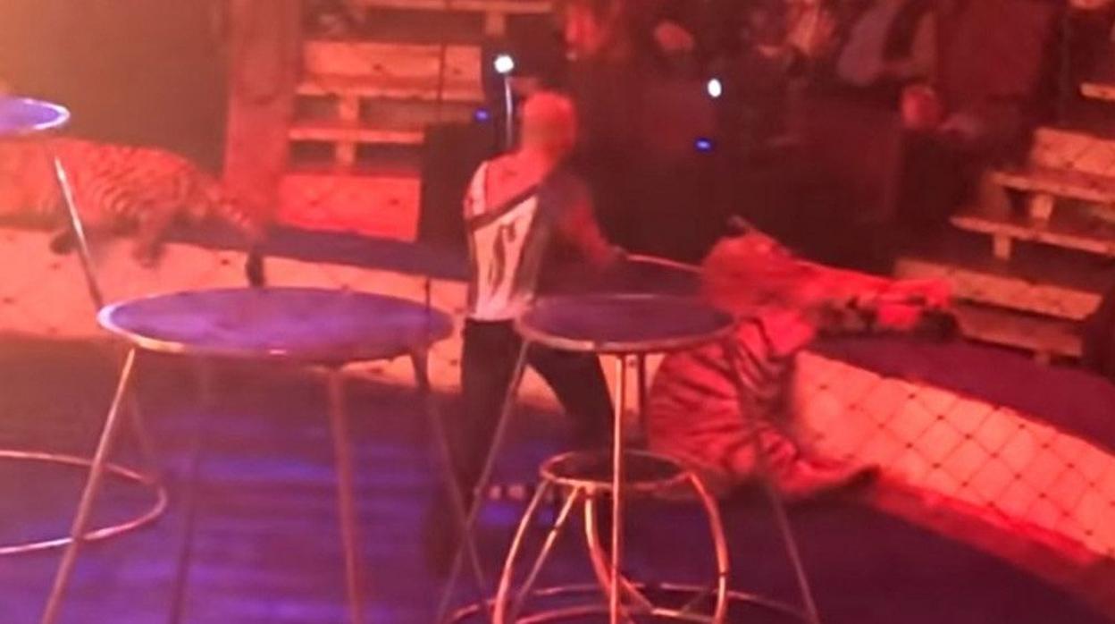 Un tigre cae con convulsiones en pleno espectáculo de un circo y su domador le fuerza a seguir