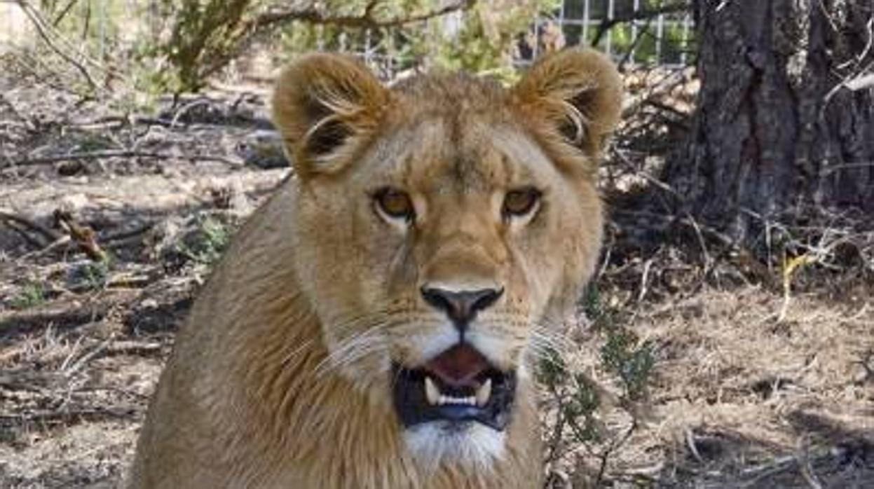 Final feliz para dos leones que vivieron un infierno en Francia y Siria