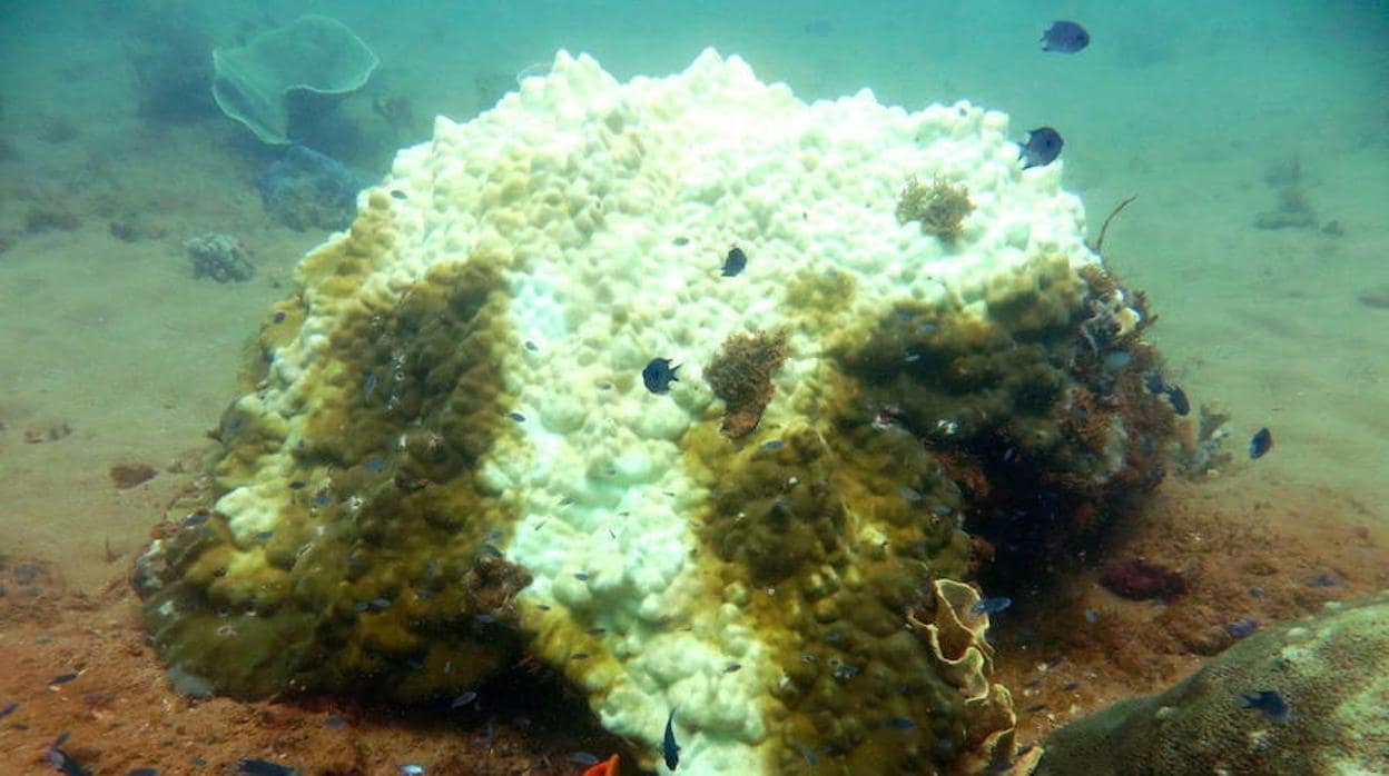 Los peces renuncian a luchar tras el blanqueamiento de los corales