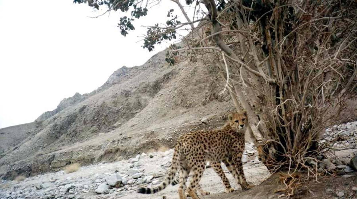 Descubierto el importante papel de las redes sociales en el comercio ilegal de guepardos