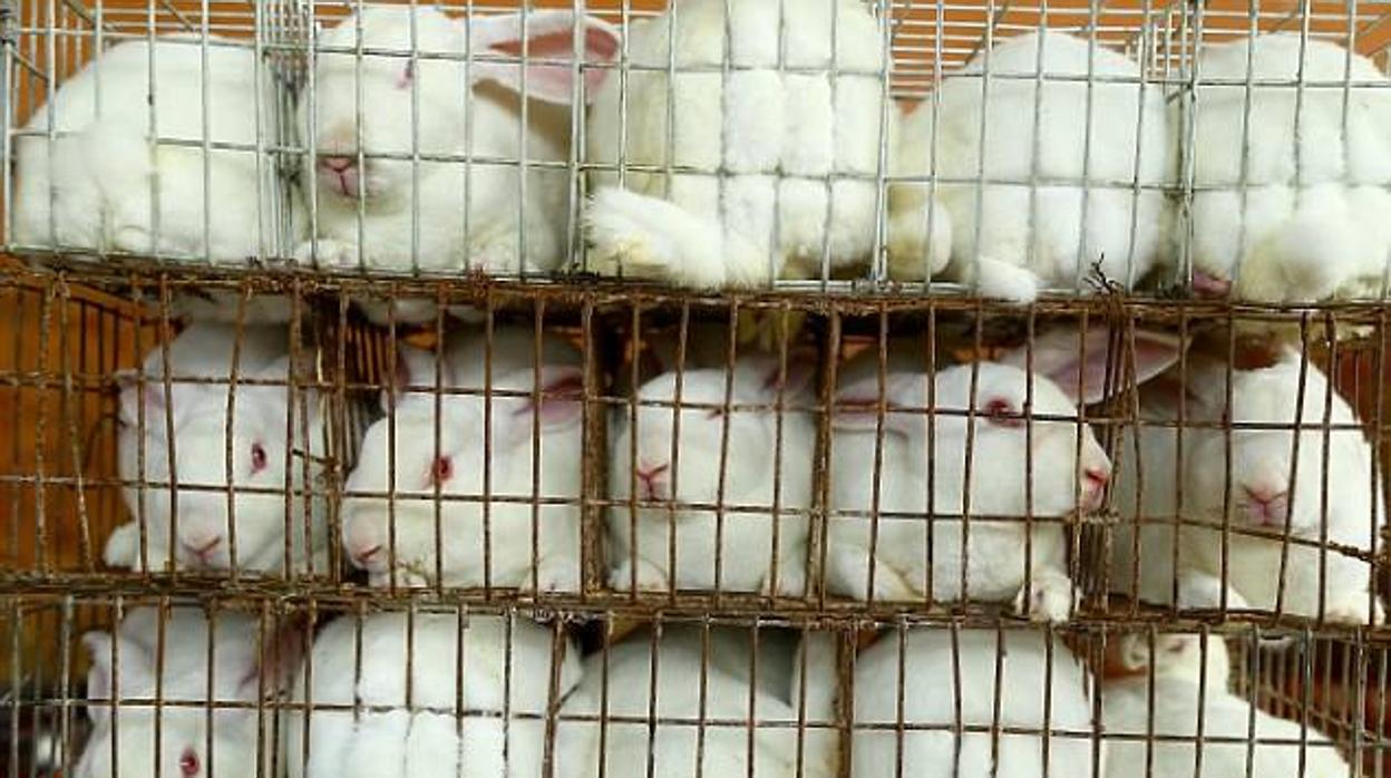Recogen 8,3 millones de firmas contra la experimentación en animales