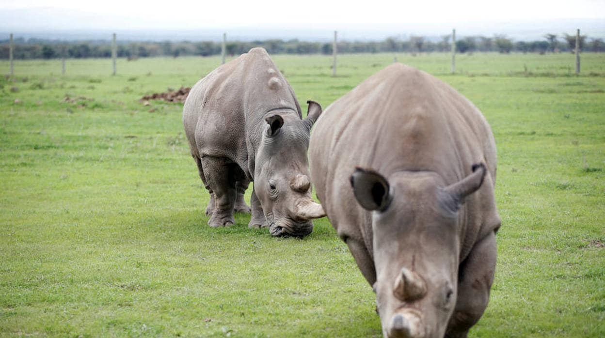 Un rayo de esperanza para salvar de la extinción al rinoceronte blanco del norte