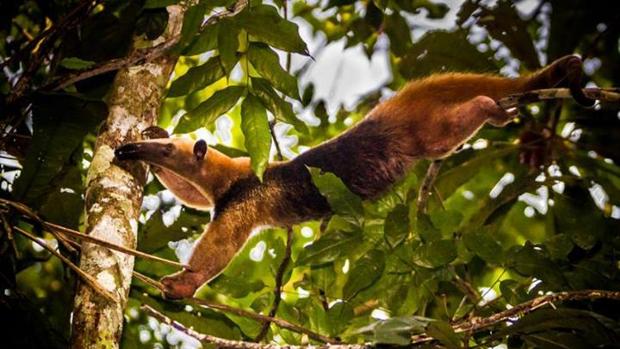 La explotación de los recursos naturales está detrás del 40% de las guerras