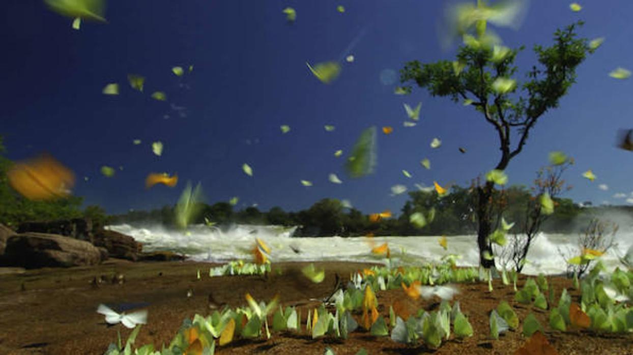 La selva amazónica no logra ponerse al día con el cambio climático