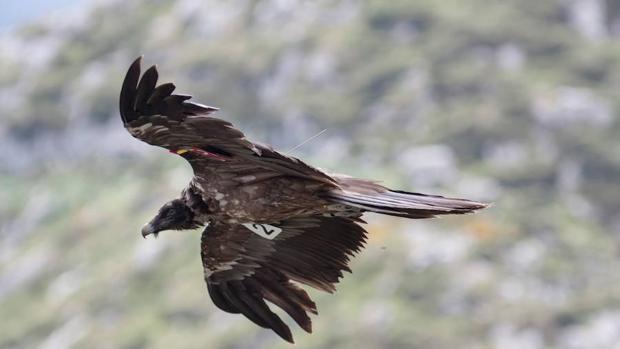 Llegan al Pirineo central insectos capaces de transmitir la fiebre del Nilo