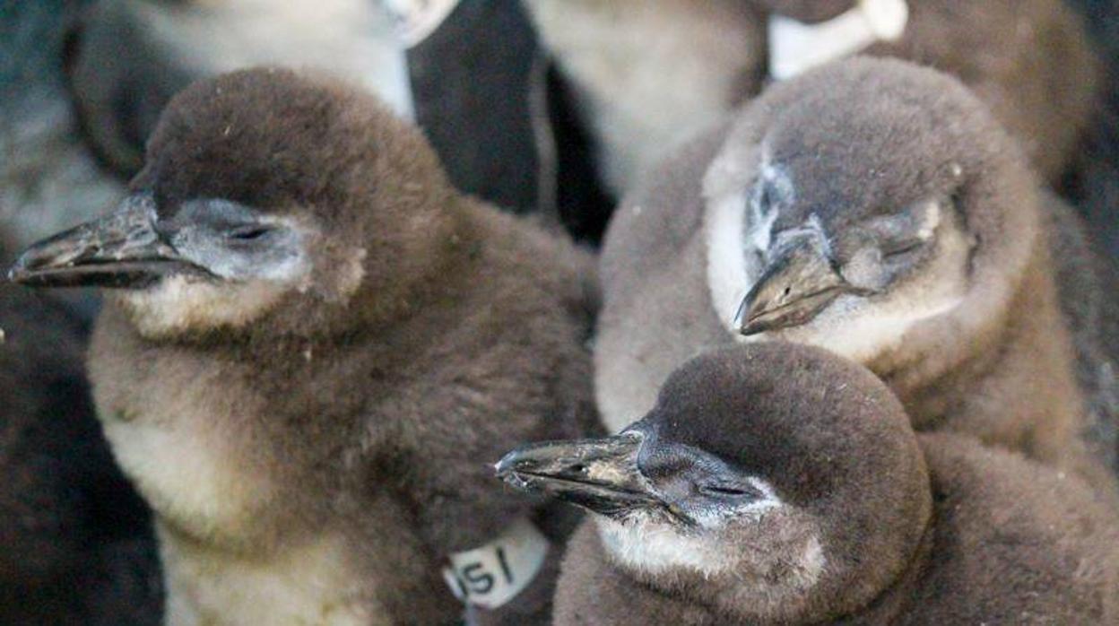 Pollos de pingüino africano