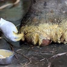 Curando las patas de un elefante