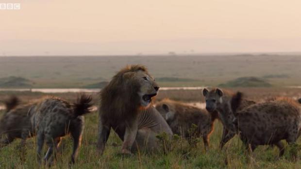 Impactante vídeo: Un león salva a su compañero de ser devorado por un grupo de hienas