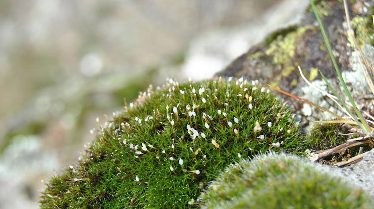 Un algoritmo identifica miles de nuevas plantas amenazadas