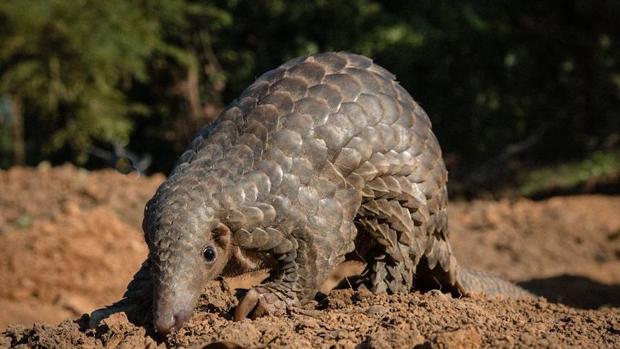 Vídeo: Así de cruel es la caza furtiva de un pangolín