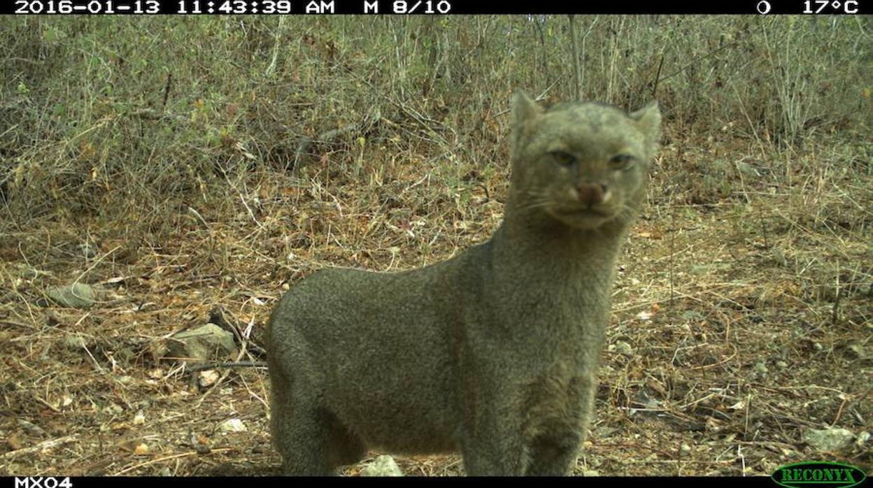 Un grupo de niños recopila datos sorprendentes sobre 83 especies de animales