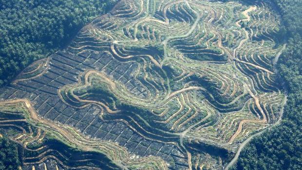 El nuevo Código Forestal de Brasil abre la puerta a la deforestación legal en la Amazonia