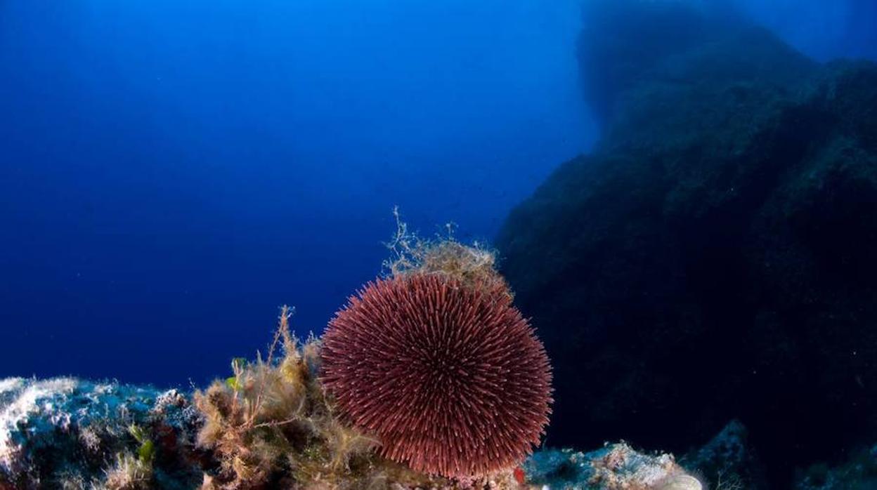 Las desalinizadoras expulsan al mar el doble de salmuera del que se creía