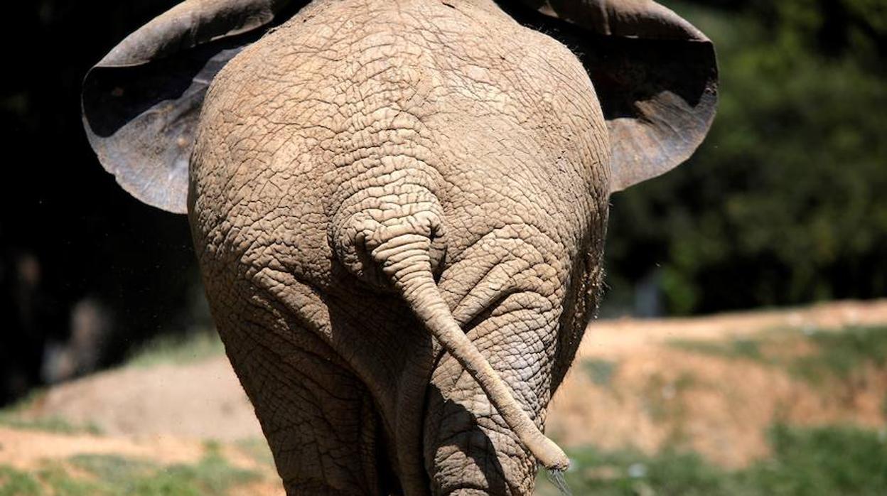 Lammie, el último elefante del zoo de Johannesburgo