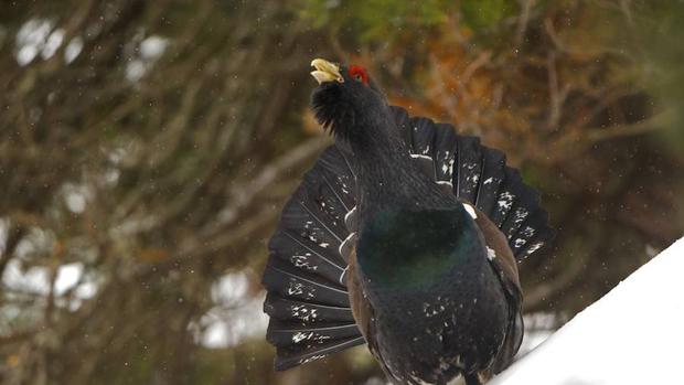 Urogallo cantábrico: resultados preocupantes del primer censo completo de la amenazada especie