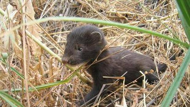 La vida silvestre prospera en el área prohibida de Chernóbil