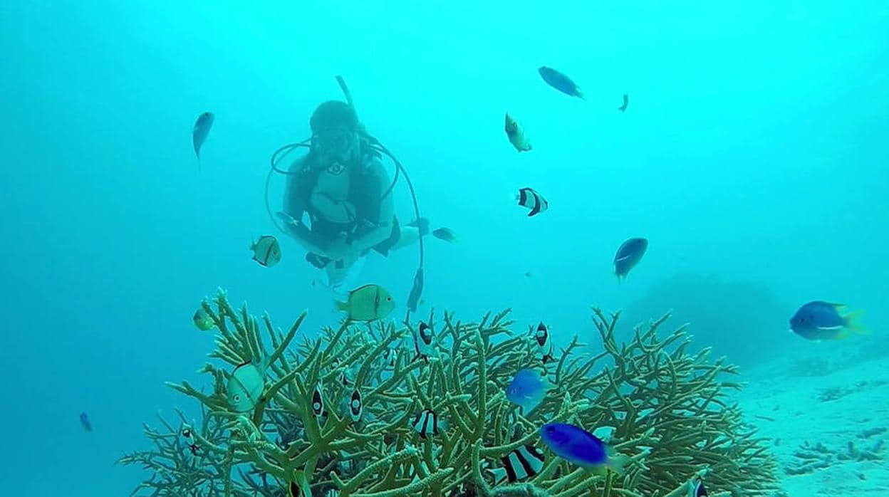 Una enfermedad bacteriana se extiende con rapidez por los arrecifes de la costa sur de Florida