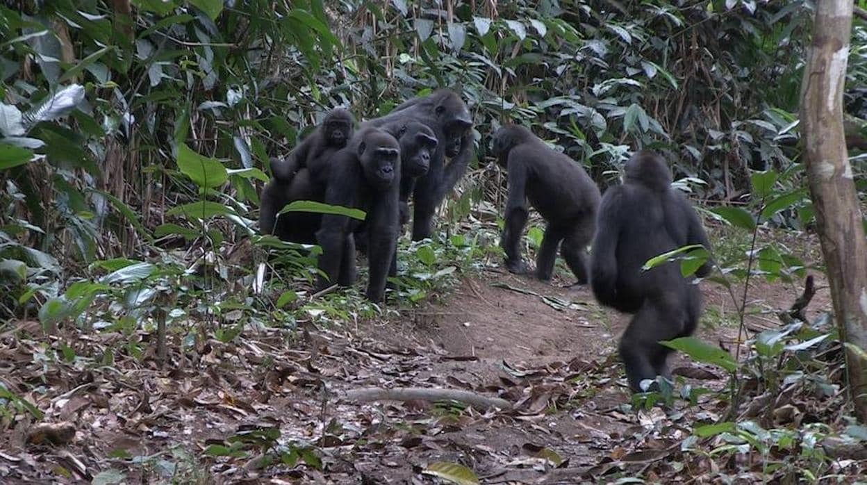 Gorilas occidentales de llanura