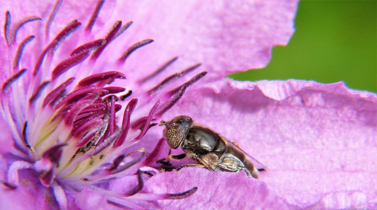 La Eurocámara denuncia que la UE está estancada en el desarrollo de pesticidas más sostenibles