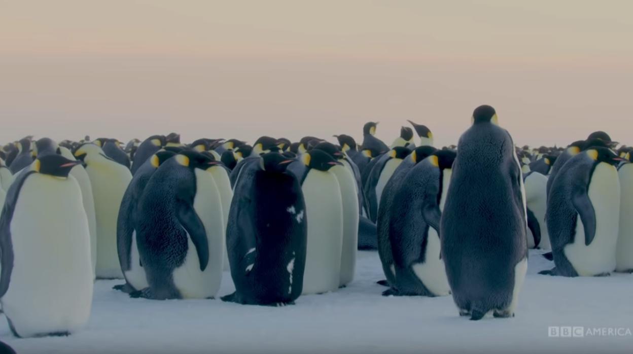 Imagen de la grabación que muestra al «emperador» de color negro