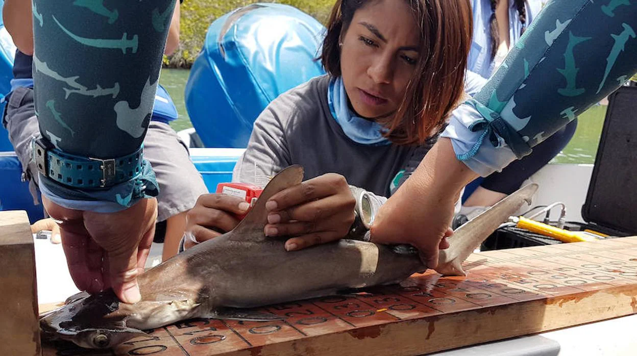 Descubren nueva área de crianza de tiburones martillo en las Islas Galápagos