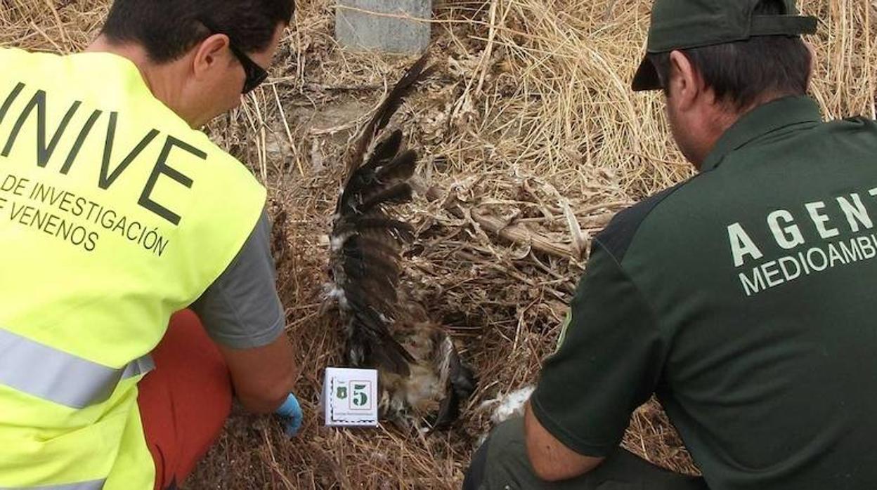 El envenenamiento es la principal causa voluntaria de extinción de especies en España