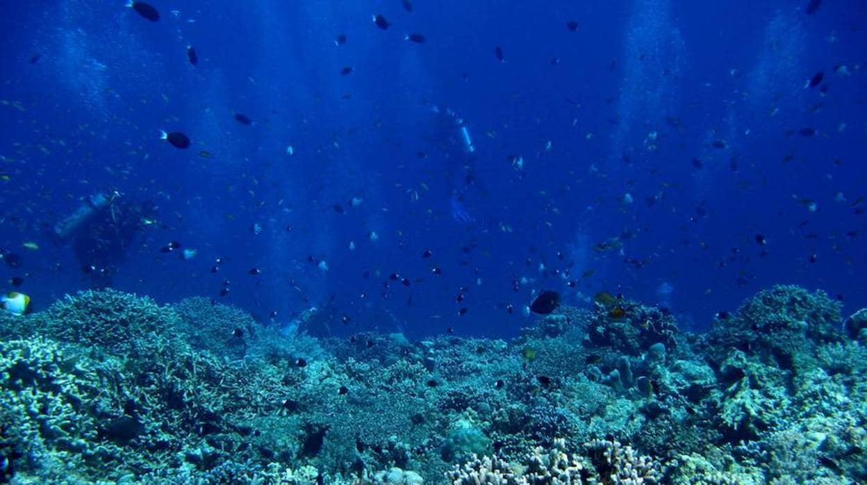 La acidificación reduce la profundidad a la que viven algunos organismos marinos