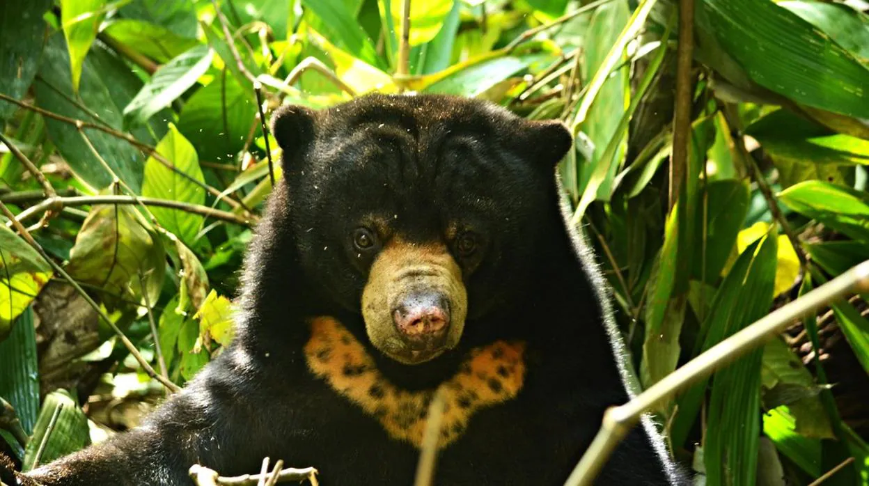 Los osos también imitan expresiones faciales, como los humanos y los primates