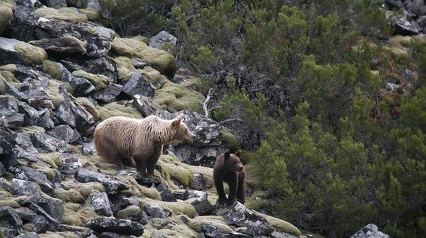 La Generalitat da por muerto al viejo oso Pyros, padre y abuelo de la mayoría de los osos de los Pirineos