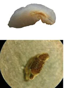 Parviplana Jeronimoi (arriba de la imagen) y uno de los nuevos descubrimientos (inferior)