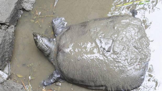 Muere la última hembra conocida de una especie de tortuga en peligro crítico de extinción