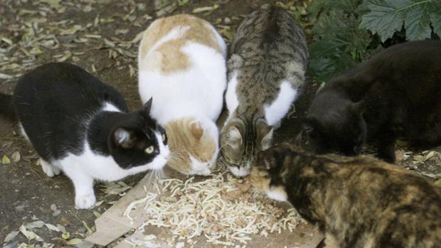 La proliferación de los gatos en Jerusalén, un quebradero de cabeza para el Ayuntamiento