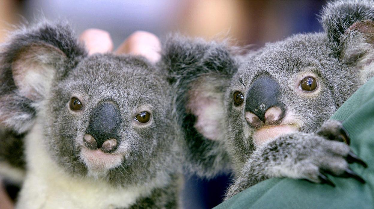 Koalas