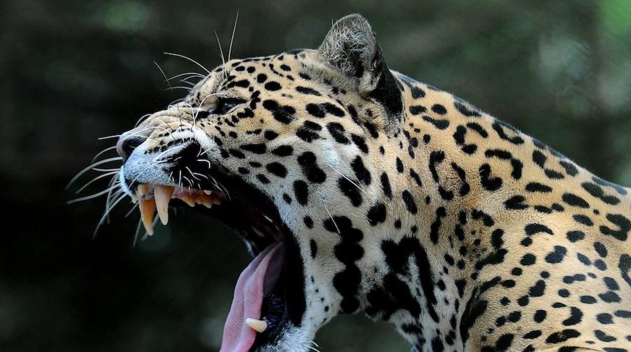 La caza acabará con el 40% de los grandes mamíferos de las áreas tropicales