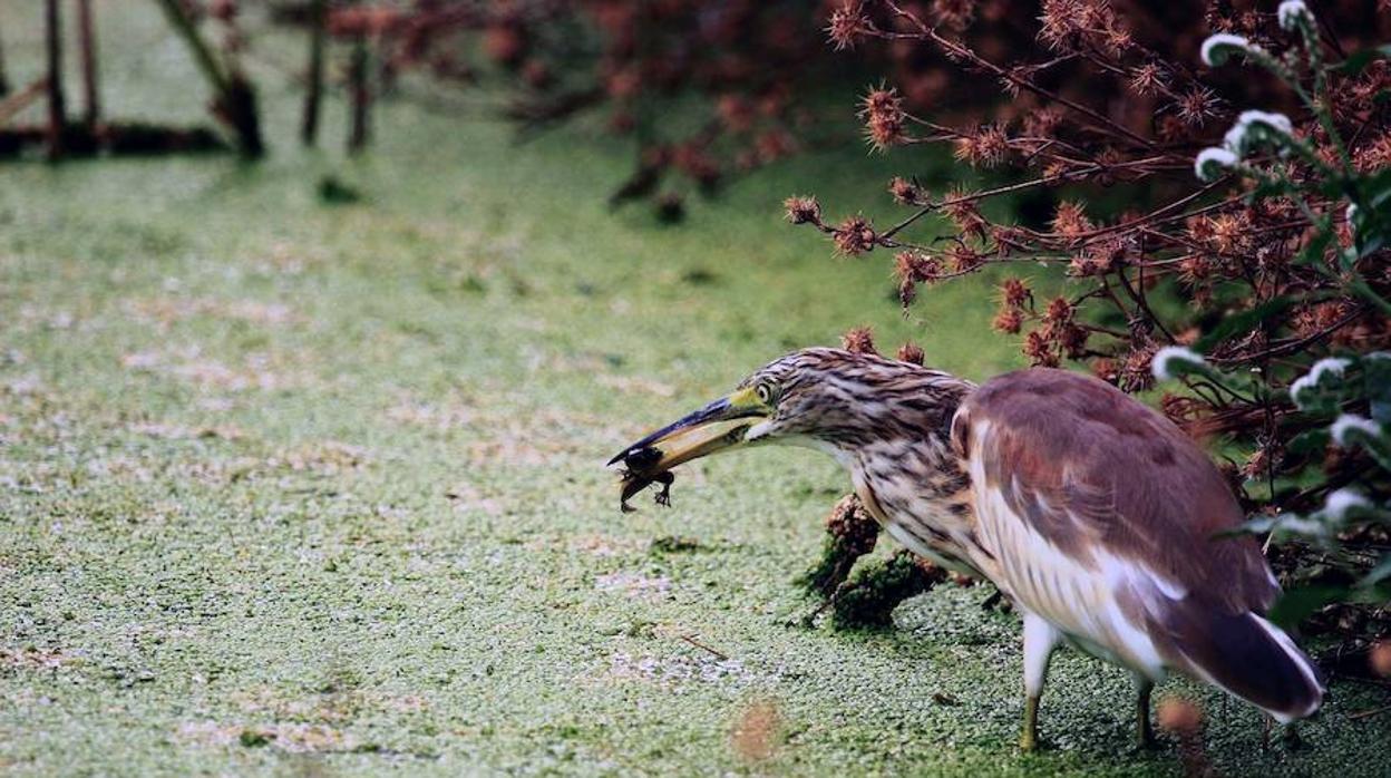 Actualizan la Lista de las aves de España