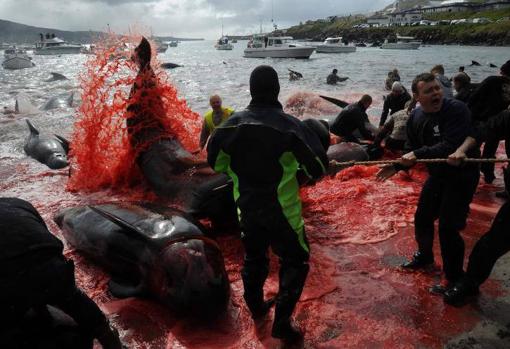 Varios pescadores cazan ballenas y delfines