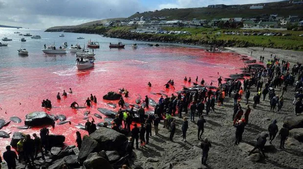 La brutal matanza de ballenas que tiñe de rojo el mar de las Islas Feroe