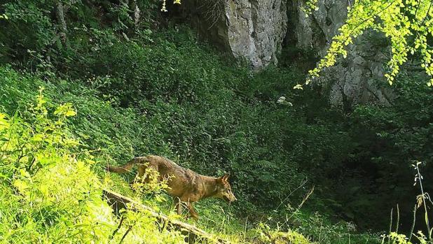 Los daños causados por los grandes carnívoros en Europa suponen 30 millones de euros cada año